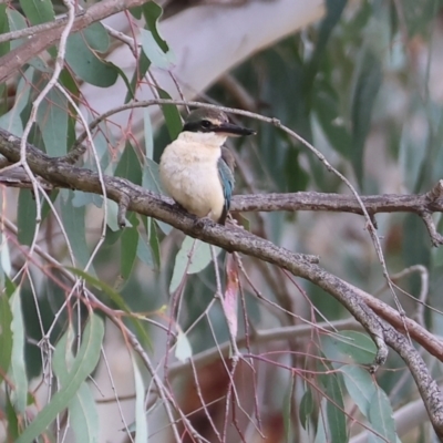 Todiramphus sanctus (Sacred Kingfisher) at Albury - 10 Sep 2023 by KylieWaldon