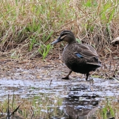 Anas superciliosa (Pacific Black Duck) at Wonga Wetlands - 10 Sep 2023 by KylieWaldon