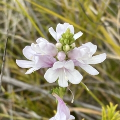 Euphrasia collina subsp. collina at Mallacoota, VIC - 12 Sep 2023 by AnneG1