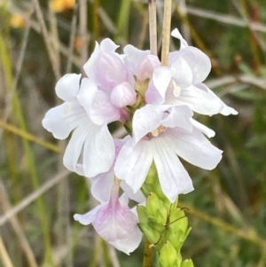 Euphrasia collina subsp. paludosa at Mallacoota, VIC - 12 Sep 2023 11:00 AM