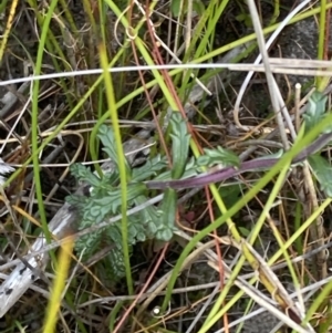 Euphrasia collina subsp. paludosa at Mallacoota, VIC - 12 Sep 2023 11:00 AM