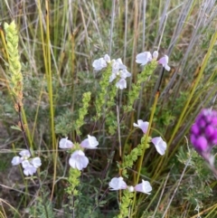 Euphrasia collina subsp. paludosa at Mallacoota, VIC - 12 Sep 2023 11:00 AM