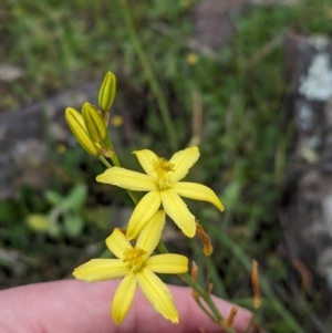 Bulbine bulbosa at Yenda, NSW - 8 Sep 2023