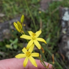 Bulbine bulbosa (Golden Lily) at Yenda, NSW - 8 Sep 2023 by Darcy