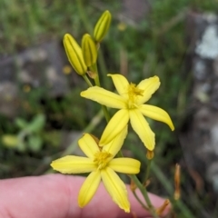 Bulbine bulbosa at Yenda, NSW - 8 Sep 2023 01:17 PM