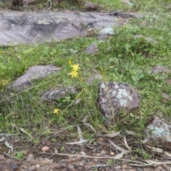 Bulbine bulbosa at Yenda, NSW - 8 Sep 2023