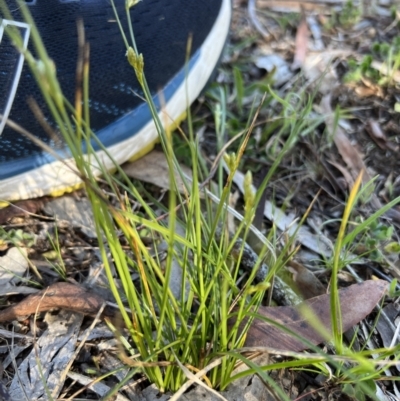 Carex inversa (Knob Sedge) at Higgins Woodland - 12 Sep 2023 by Untidy