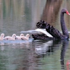 Cygnus atratus (Black Swan) at Albury - 10 Sep 2023 by KylieWaldon