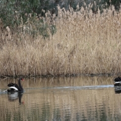 Cygnus atratus at Splitters Creek, NSW - 10 Sep 2023