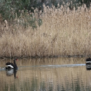 Cygnus atratus at Splitters Creek, NSW - 10 Sep 2023 10:57 AM