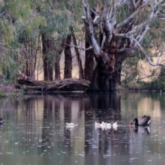 Cygnus atratus at Splitters Creek, NSW - 10 Sep 2023