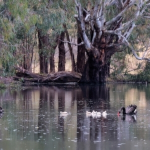 Cygnus atratus at Splitters Creek, NSW - 10 Sep 2023 10:57 AM