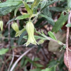 Billardiera mutabilis at Mallacoota, VIC - 12 Sep 2023 by AnneG1