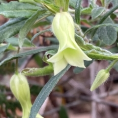 Billardiera mutabilis at Mallacoota, VIC - 12 Sep 2023