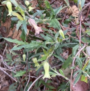 Billardiera mutabilis at Mallacoota, VIC - 12 Sep 2023