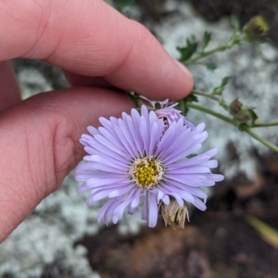 Calotis cuneifolia (Purple Burr-daisy) at Cocoparra National Park - 8 Sep 2023 by Darcy