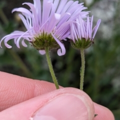 Calotis cuneifolia at Yenda, NSW - 8 Sep 2023 01:23 PM