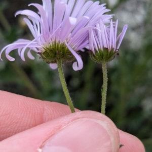 Calotis cuneifolia at Yenda, NSW - 8 Sep 2023 01:23 PM