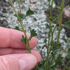 Calotis cuneifolia at Yenda, NSW - 8 Sep 2023