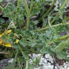 Calotis cuneifolia at Yenda, NSW - 8 Sep 2023 01:23 PM