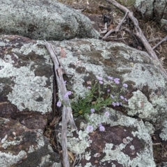 Calotis cuneifolia at Yenda, NSW - 8 Sep 2023 01:23 PM