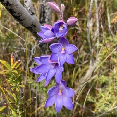 Thelymitra ixioides (Dotted Sun Orchid) at Mallacoota, VIC - 12 Sep 2023 by AnneG1
