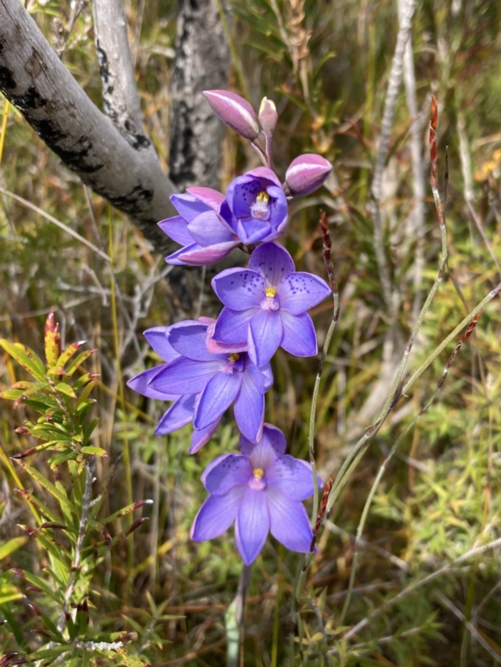 Thelymitra ixioides at Mallacoota, VIC - 12 Sep 2023