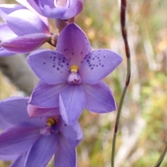 Thelymitra ixioides at Mallacoota, VIC - suppressed