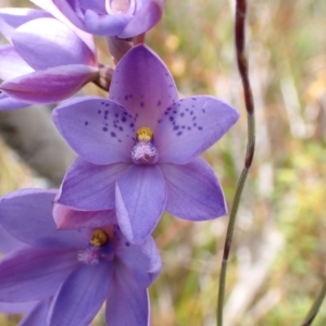 Thelymitra ixioides at Mallacoota, VIC - 12 Sep 2023