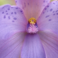 Thelymitra ixioides at Mallacoota, VIC - suppressed