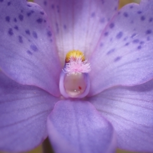 Thelymitra ixioides at Mallacoota, VIC - suppressed