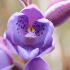 Thelymitra ixioides at Mallacoota, VIC - suppressed