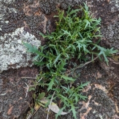 Isotoma axillaris (Australian Harebell, Showy Isotome) at Yenda, NSW - 8 Sep 2023 by Darcy