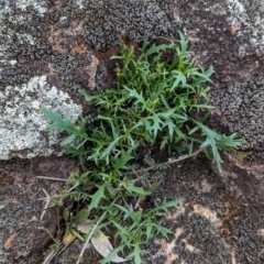 Isotoma axillaris at Yenda, NSW - 8 Sep 2023