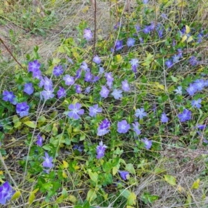 Vinca major at Isaacs, ACT - 12 Sep 2023