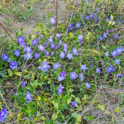 Vinca major (Blue Periwinkle) at Isaacs Ridge and Nearby - 12 Sep 2023 by Mike