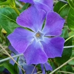 Vinca major at Isaacs, ACT - 12 Sep 2023