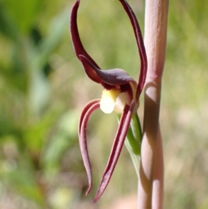 Lyperanthus suaveolens at Wingan River, VIC - suppressed