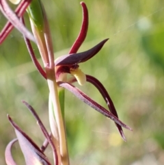 Lyperanthus suaveolens at Wingan River, VIC - 12 Sep 2023