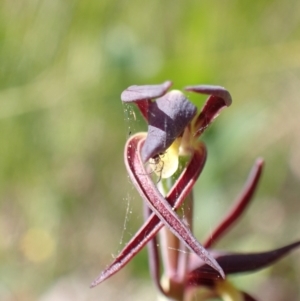 Lyperanthus suaveolens at Wingan River, VIC - suppressed