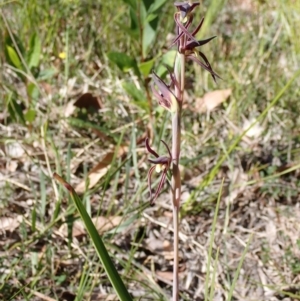 Lyperanthus suaveolens at Wingan River, VIC - 12 Sep 2023