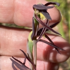 Lyperanthus suaveolens at Wingan River, VIC - suppressed