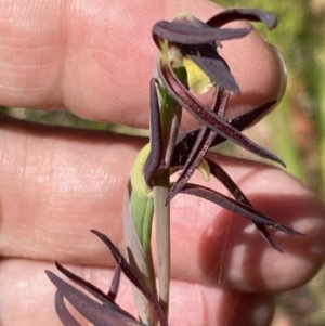 Lyperanthus suaveolens at Wingan River, VIC - suppressed