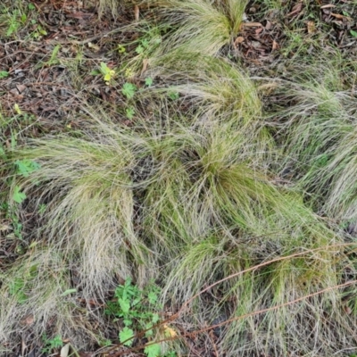 Nassella trichotoma (Serrated Tussock) at Isaacs, ACT - 12 Sep 2023 by Mike