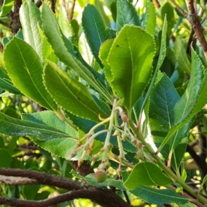 Arbutus unedo at Isaacs, ACT - 12 Sep 2023