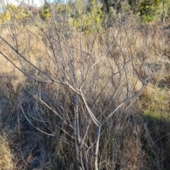 Acacia lanigera var. lanigera (Woolly Wattle, Hairy Wattle) at Isaacs Ridge and Nearby - 12 Sep 2023 by Mike