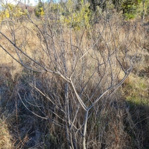 Acacia lanigera var. lanigera at Jerrabomberra, ACT - 12 Sep 2023