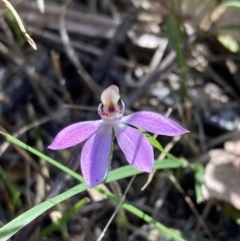 Caladenia carnea (Pink Fingers) at Wingan River, VIC - 12 Sep 2023 by AnneG1