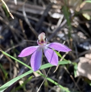 Caladenia carnea at Wingan River, VIC - suppressed