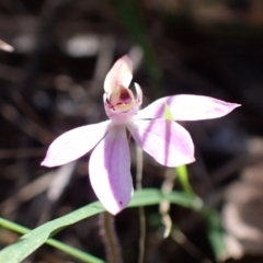 Caladenia carnea at Wingan River, VIC - suppressed